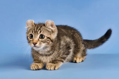 Breedcat American Curl (Felis silvestris catus)