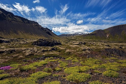 Volcanic landscape overgrown with plants