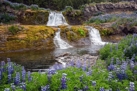 Fossarett waterfall with river Fossa at the fjord Hvalfjorour