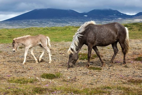 Icelandic horses (Equus islandicus)
