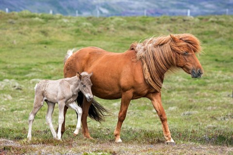 Icelandic horses (Equus islandicus)