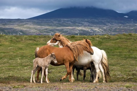 Icelandic horses (Equus islandicus)