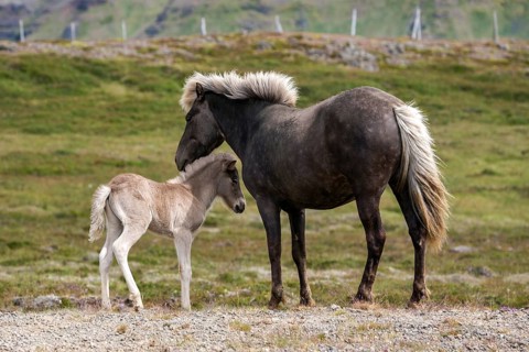 Icelandic horses (Equus islandicus)