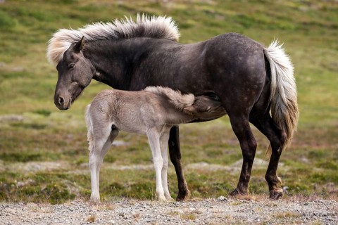 Icelandic horses (Equus islandicus)