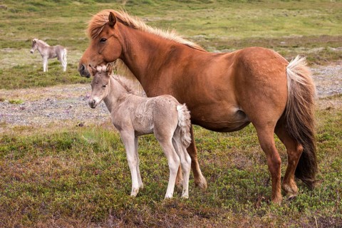 Icelandic horses (Equus islandicus)