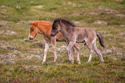 Icelandic horses (Equus islandicus)