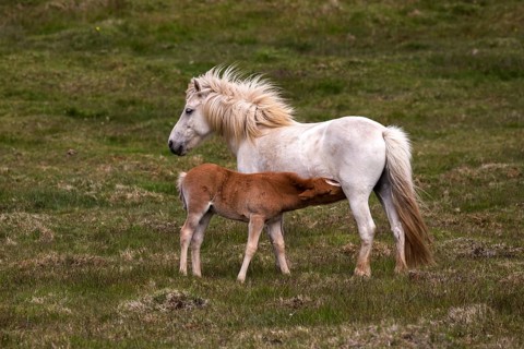 Icelandic horses (Equus islandicus)