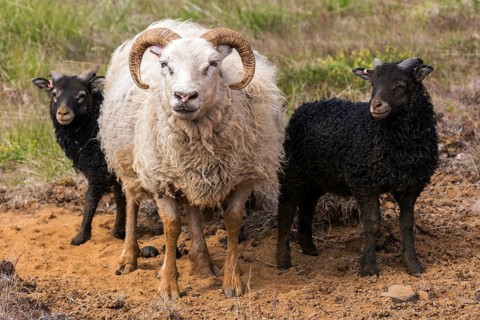 Icelandic sheep (Ovis)