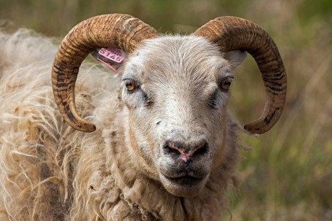 Icelandic sheep (Ovis)