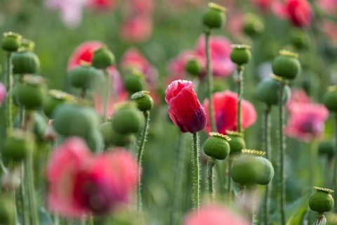 Waldviertler Grey Poppy