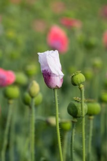 Waldviertler Grey Poppy
