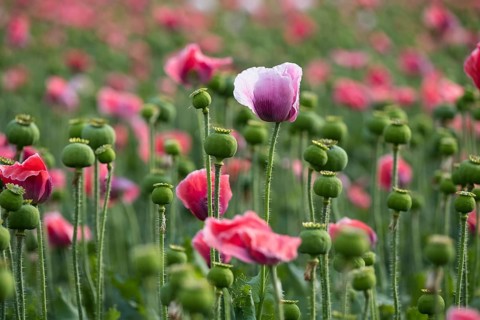 Waldviertler Grey Poppy
