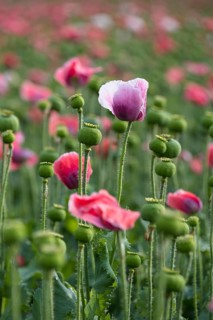 Waldviertler Grey Poppy