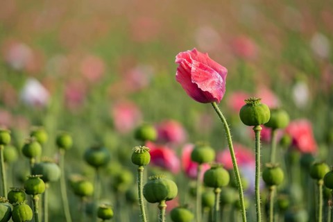 Waldviertler Grey Poppy