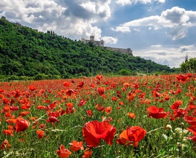 Poppy seed meadow