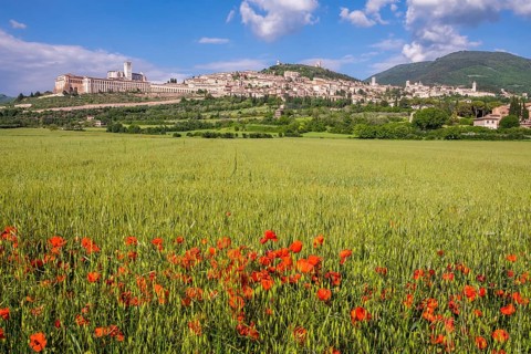 Field with poppy