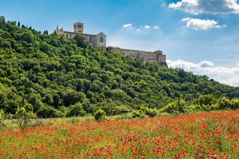 Poppy seed meadow