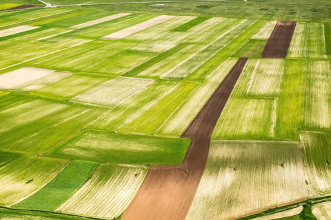 Lentil fields