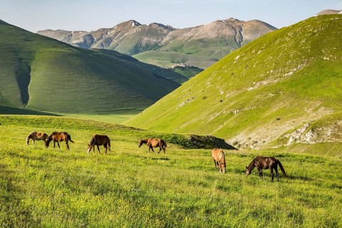 Grazing semi-wild horses