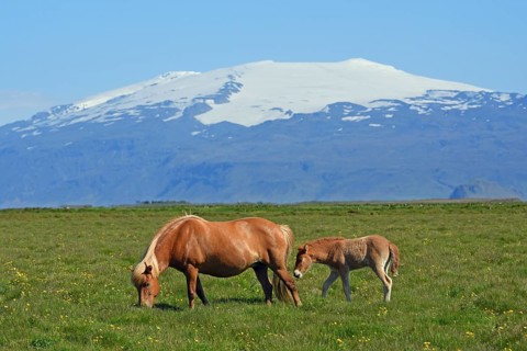 Iceland horse with foal in front of the snow-covered glaciated Eyjafjallajokull volcano