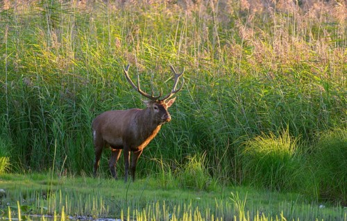 Red deer (Cervus elaphus)