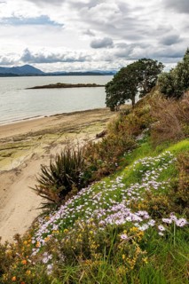 Cape daisy (Osteospermum) on a beach in Spring