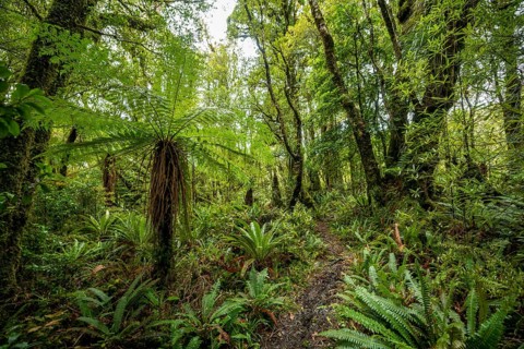 Hiking trail through forest with Tree fern (Cyatheales)