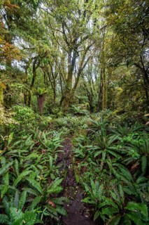 Hiking trail through forest with ferns