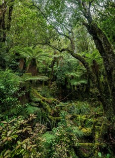 Tree ferns (Cyatheales) in the forest