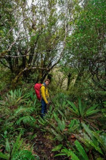 Hiker on hiking trail through rainforest