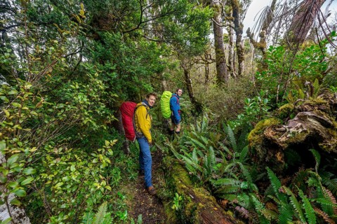Hikers on hiking trail through rainforest