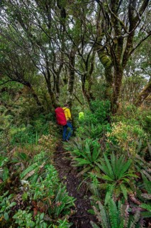 Hikers on hiking trail through rainforest
