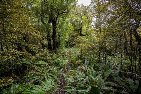 Hiking trail through forest