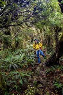Hiker on hiking trail through rainforest