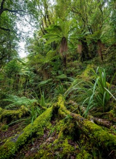 Tree ferns (Cyatheales) in the forest