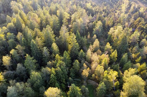 Mixed forest