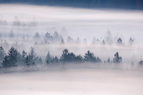 Fog in the Pupplinger Au at dawn