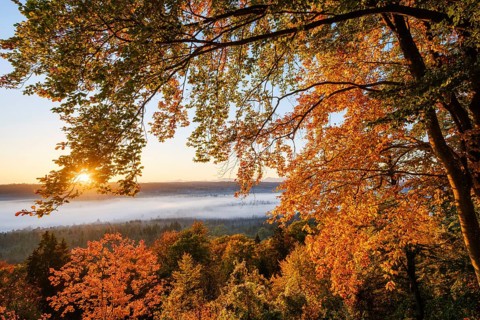 Autumn red beeches and fog in the Pupplinger Au at sunrise