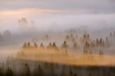 Fog in the Pupplinger Au at sunrise