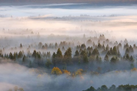 Fog in the Pupplinger Au at sunrise