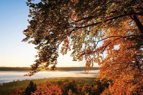 Autumn red beeches and fog in the Pupplinger Au at sunrise