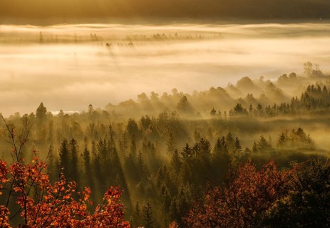 Fog in the Pupplinger Au at sunrise