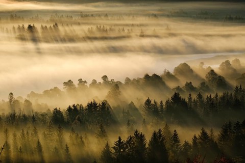 Fog in the Pupplinger Au at sunrise