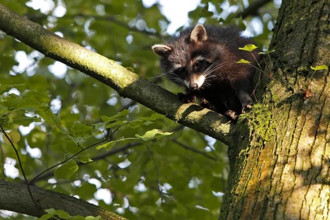 Raccoon (Procyon lotor)