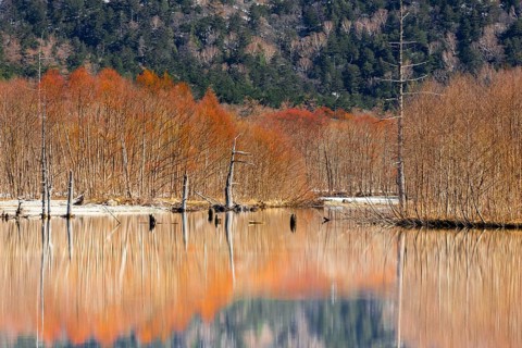 Trees reflected in Taisho Pond