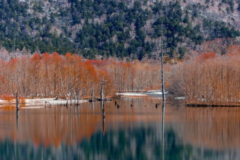 Trees reflected in Taisho Pond