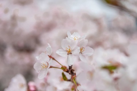 Cherry blossoms