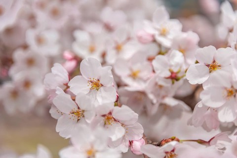Cherry blossoms