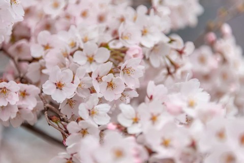 Cherry blossoms