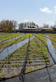 Rows of Wasabi plants in water